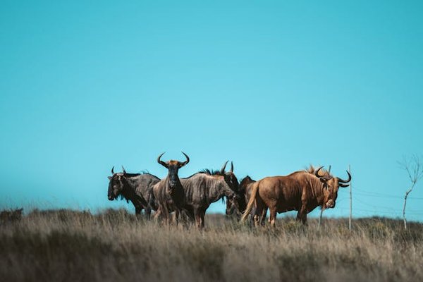 Comment planifier un voyage pour assister à la migration des gnous dans le Serengeti?